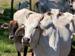 Paraguay residency questions and answers