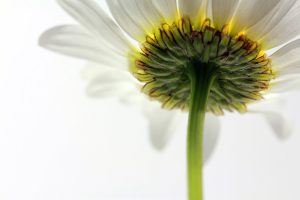 salvaguardare l'ambiente