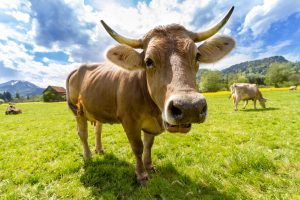 Beef exports from Paraguay
