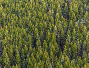 investimenti forestali in paraguay