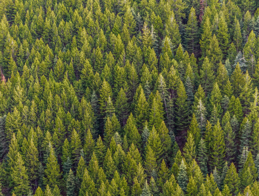 investimenti forestali in paraguay