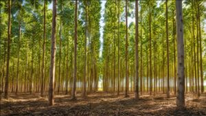 Forestry Sector in Paraguay